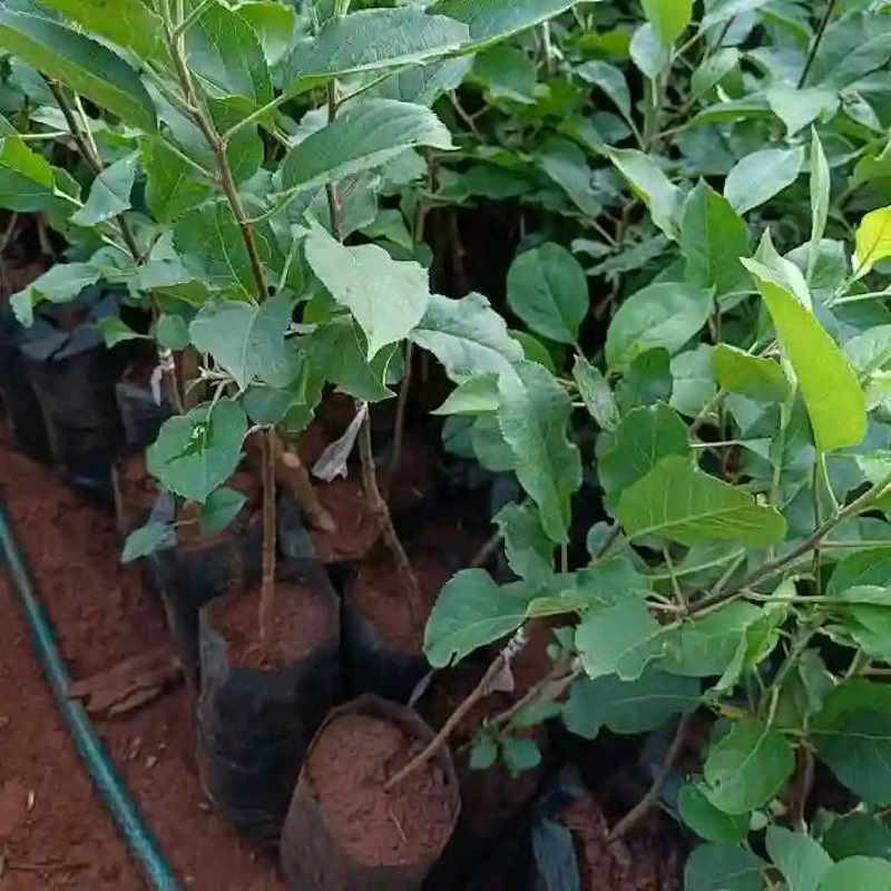 Apple Seedlings