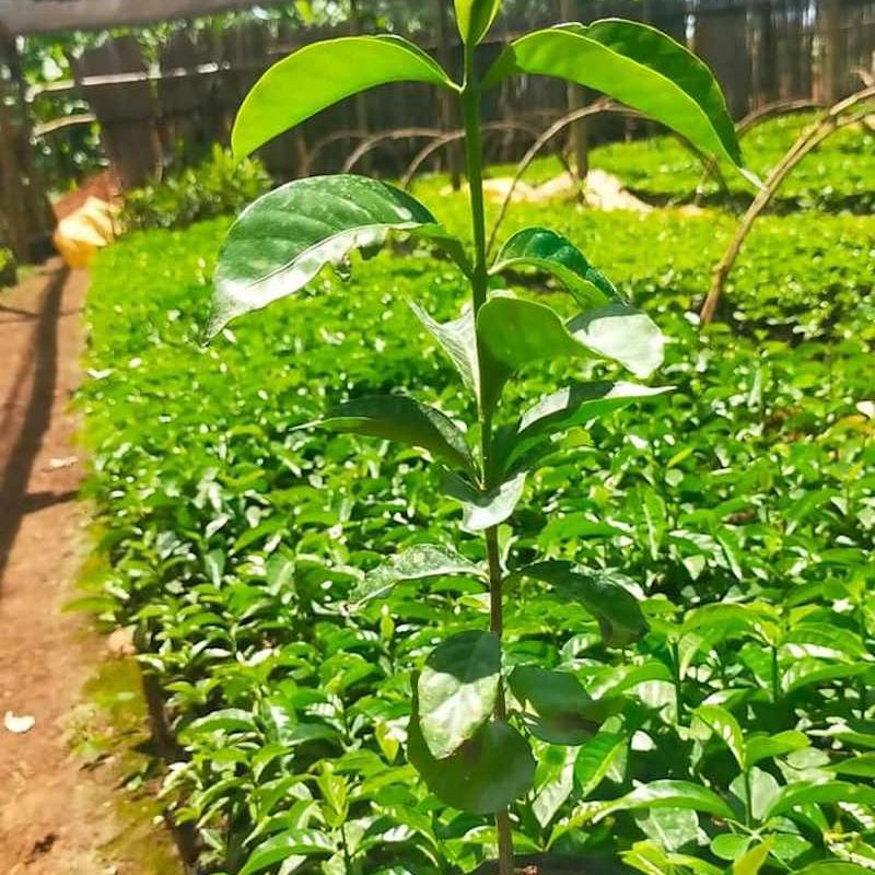 Batian Coffee Seedlings
