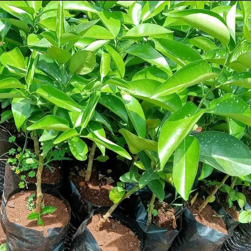 Pixie Orange Seedlings