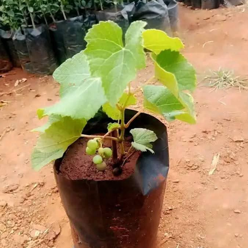 Grapes Seedlings