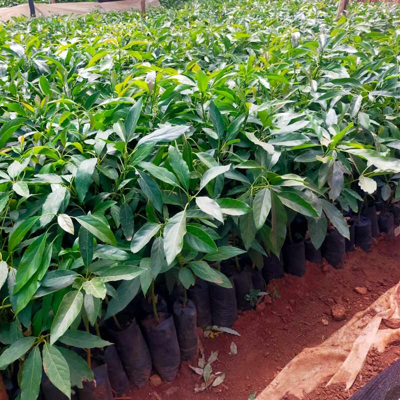Hass Avocado Seedlings