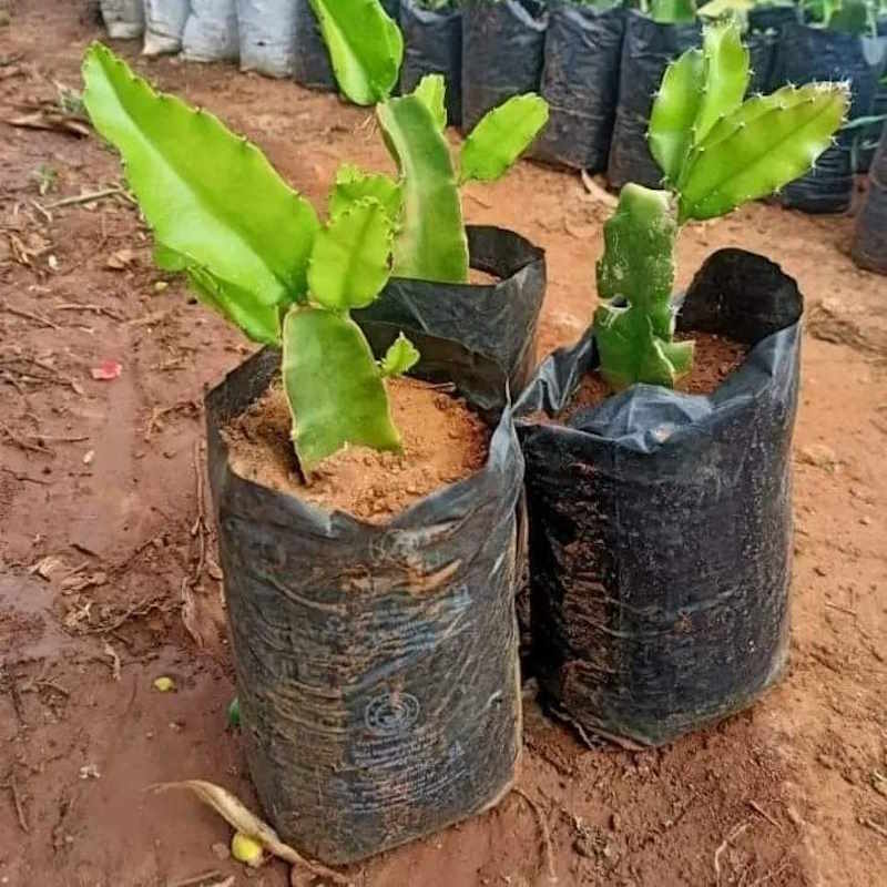 Dragon Fruit Seedlings