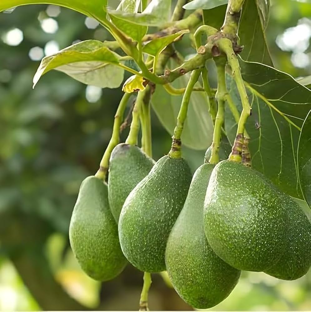 Avocado Seedlings 61bhntznsbl. ac uf1000,1000 ql80