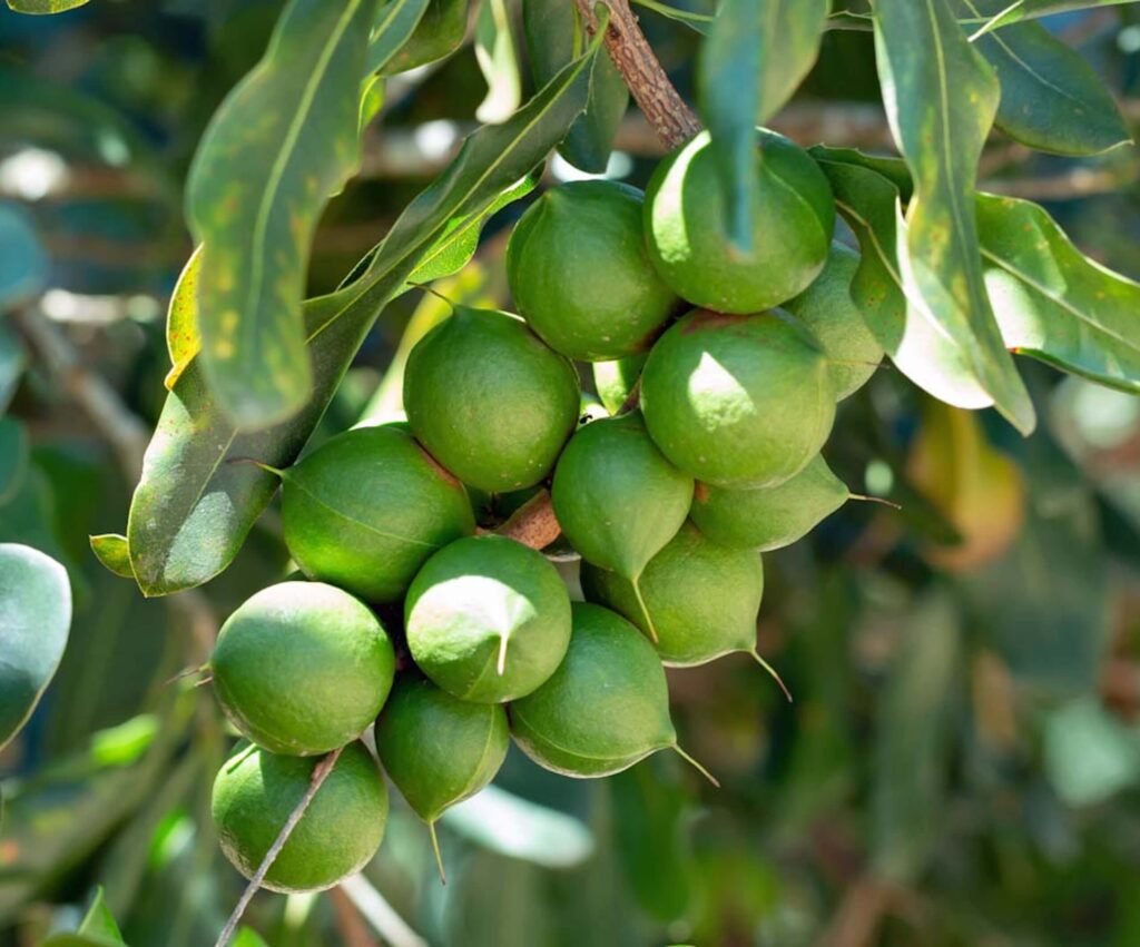Macadamia Seedlings macadamia 2560x2127