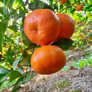 tangerine orange seedling