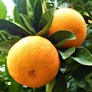 washington navel orange seedling