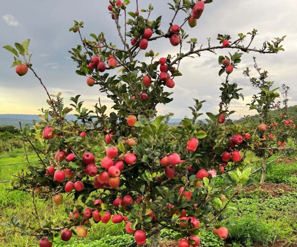 Apple Seedlings apple 2560x2127
