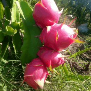 red dragon fruit seedlings