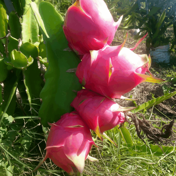 red dragon fruit seedlings