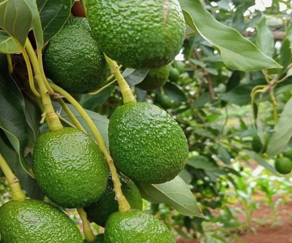 Avocado Seedlings hass avocado 2560x2127