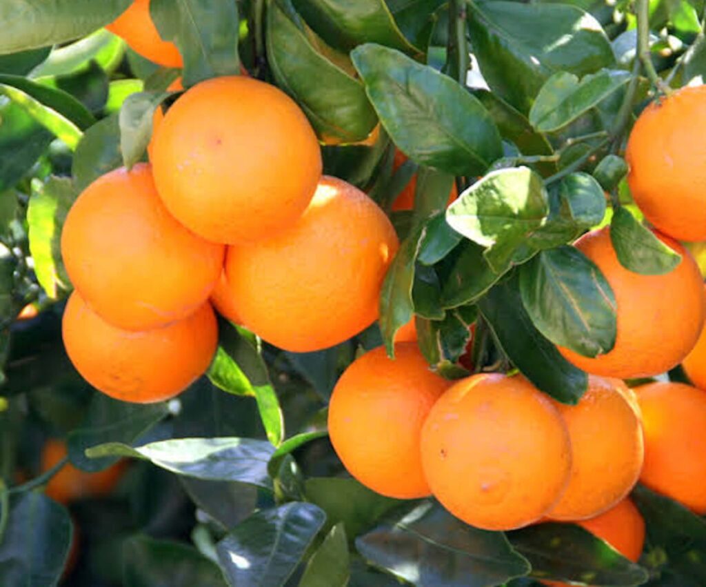 Orange Seedlings oranges 2560x2170