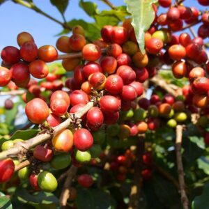 Coffee Seedlings sl 34a