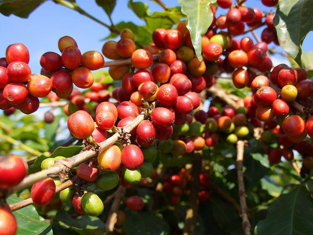 Coffee Seedlings sl 34a