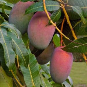 kent mango seedlings