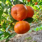 tangarine