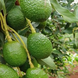 Hass avocado seedlings for sale in Kenya