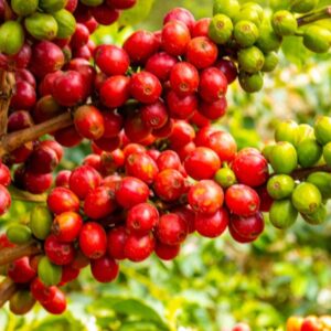 batian coffee seedlings