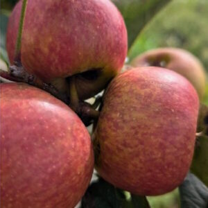 cripps red apple seedlings