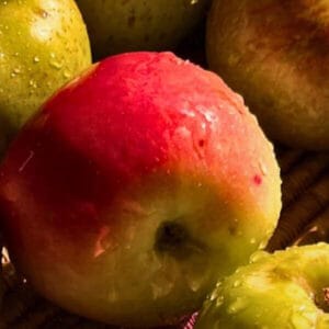 dorsett golden apple seedlings