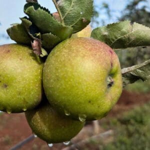 mutsu apple seedlings