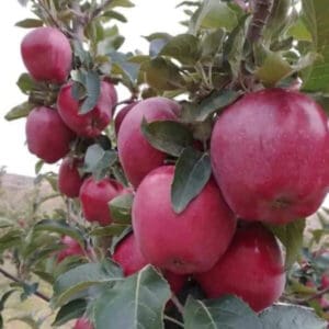 wambugu apple seedlings