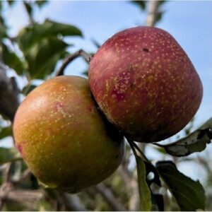 Healthy Fuji apple seedlings ready for planting.